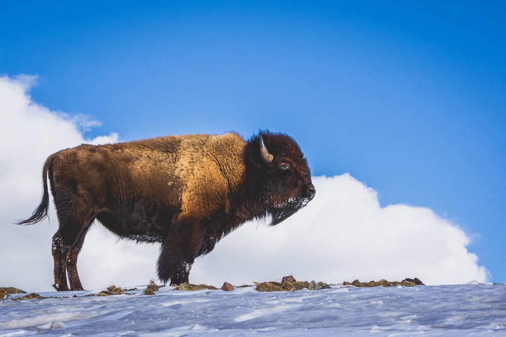 a bison standing on top of a snow covered hill