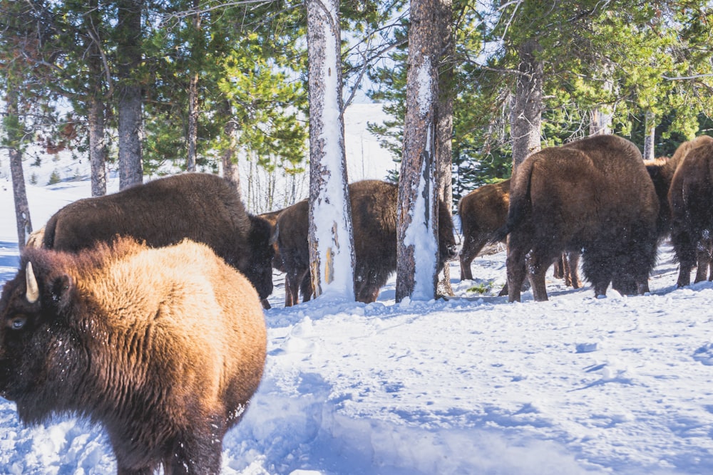 a herd of bison walking through a snow covered forest