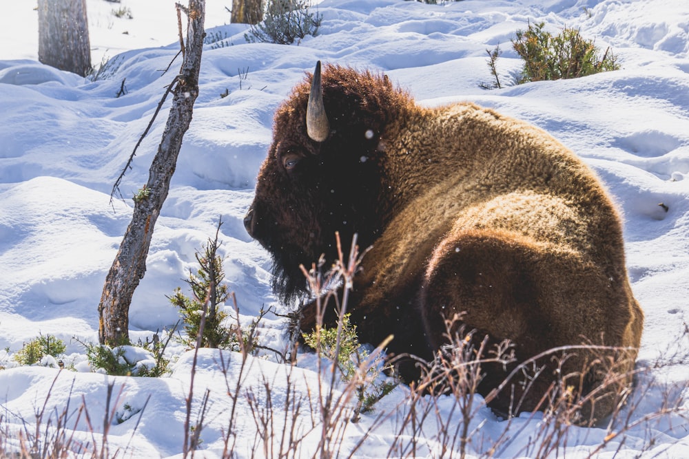 a bison laying in the snow in the woods