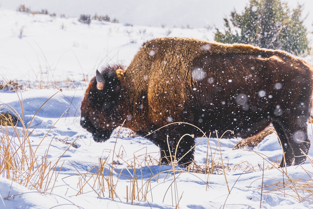 a bison standing in the snow in a field