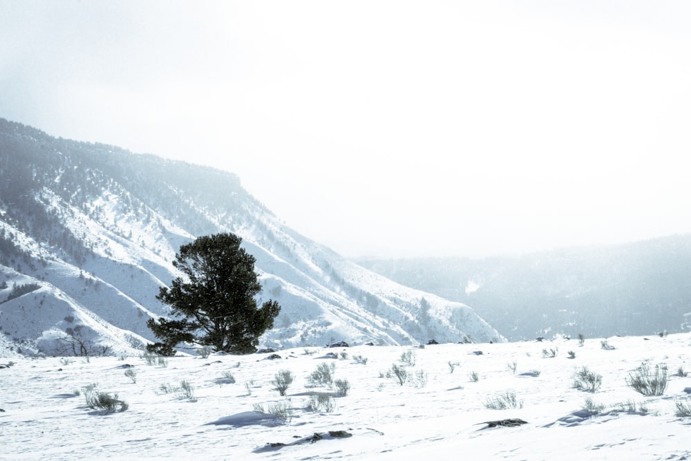 a lone tree in the middle of a snowy field