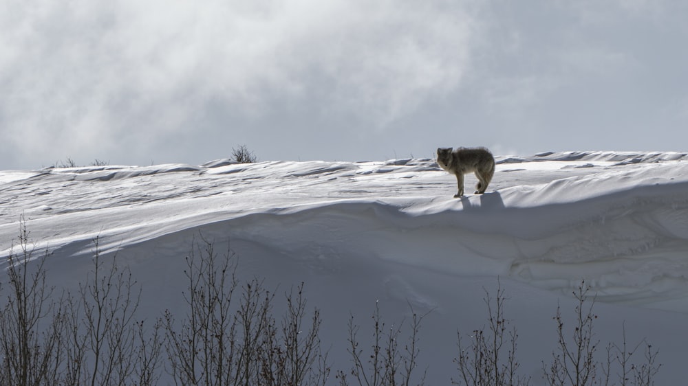 a lone wolf standing on top of a snow covered hill