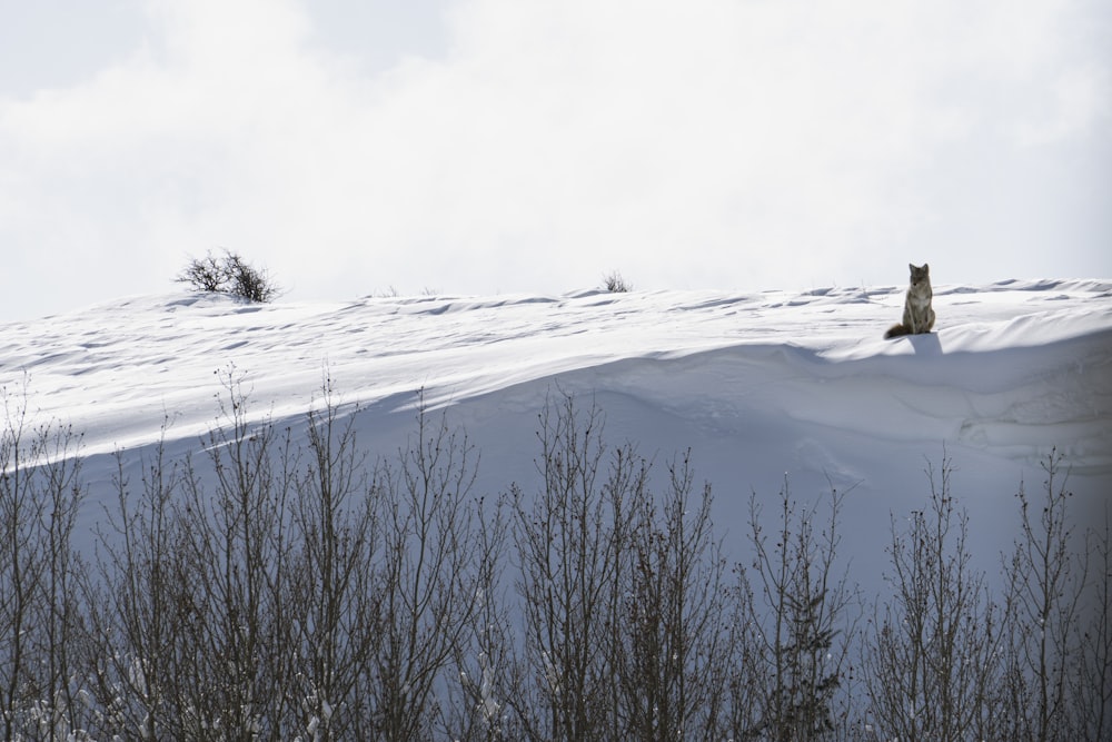 a dog sitting on top of a snow covered hill