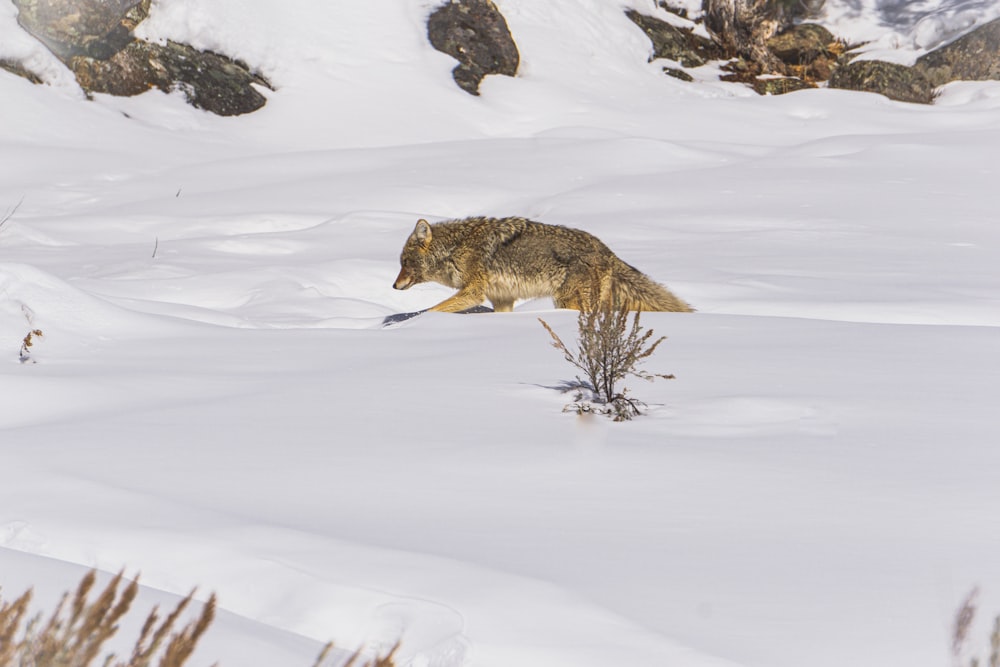 a wolf running through the snow in the mountains