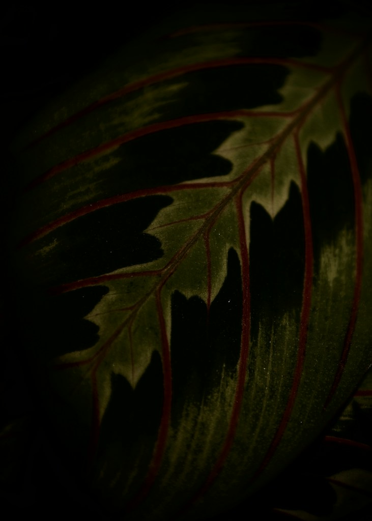 Leaf Print Stole