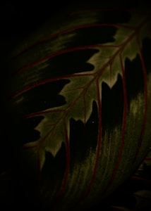 Leaf Print Stole