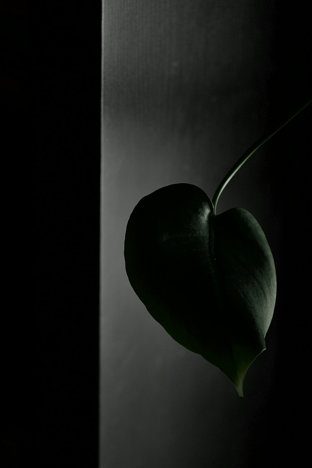 a black and white photo of a heart shaped plant