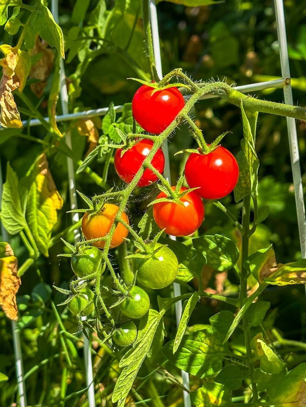 tomatoes growing on a vine in a garden