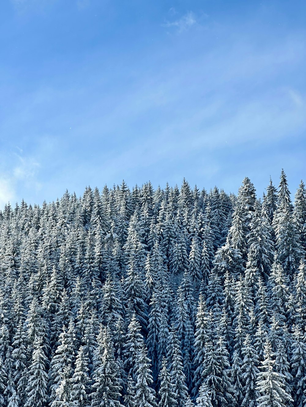 a snow covered mountain covered in trees under a blue sky