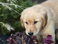 An aussiedoodle puppy curiously sniffing a blooming flower in a sunny park.