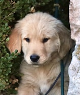 A fluffy golden retriever puppy is nestled among green foliage and beside a stone wall. The puppy has a light golden coat and dark eyes, giving a slightly pensive expression. A black leash is partially visible.