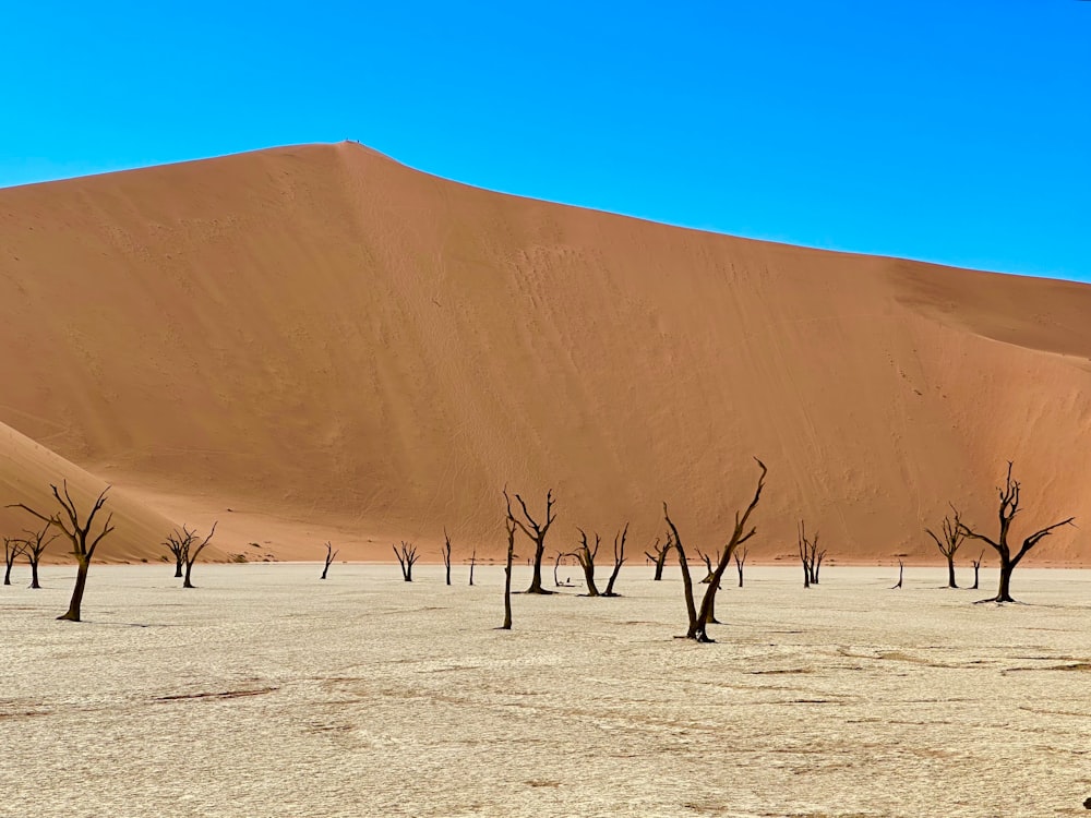 a group of dead trees standing in the middle of a desert