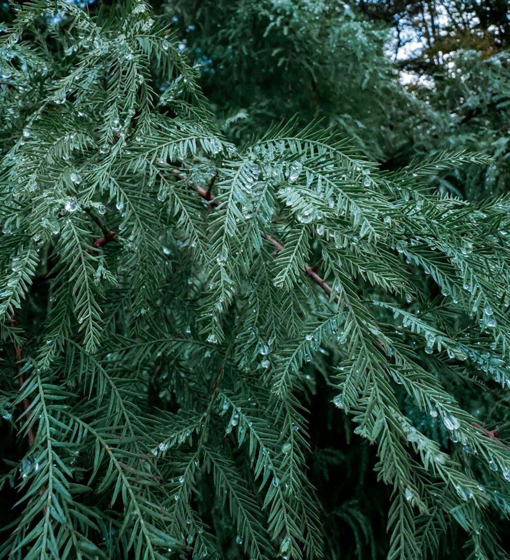 a close up of a pine tree with drops of water on it