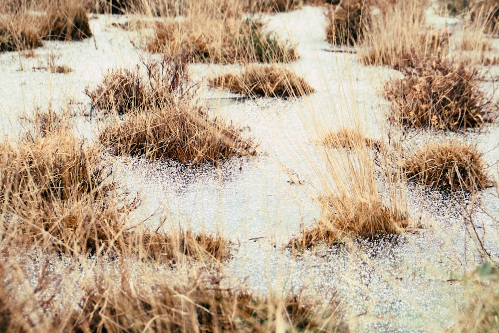 a bunch of plants that are in the snow