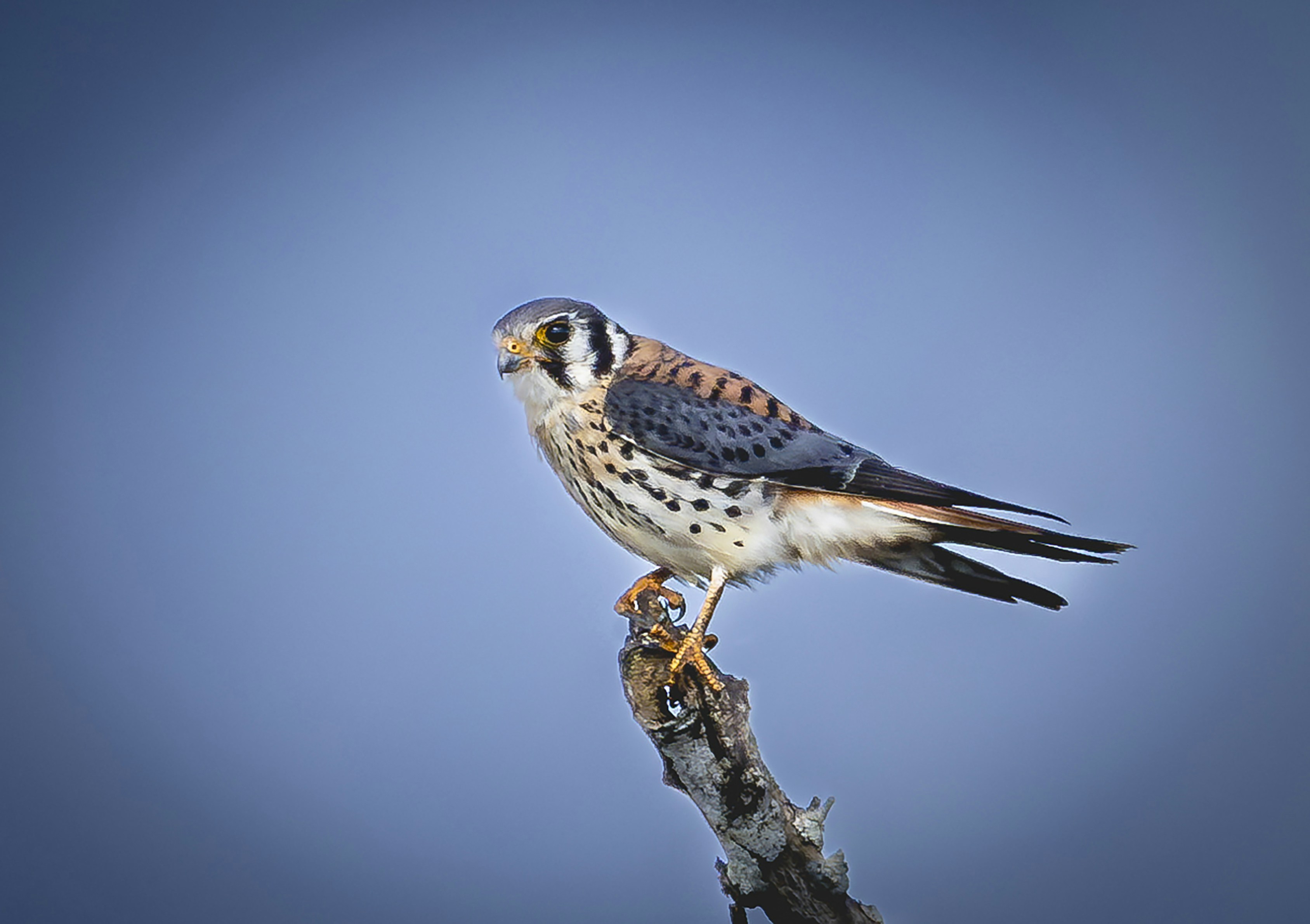 Photo by sailorgreg123