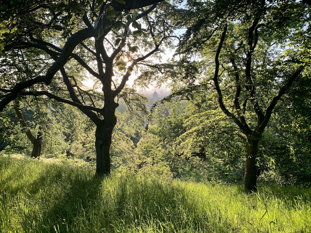 the sun shines through the trees in the forest