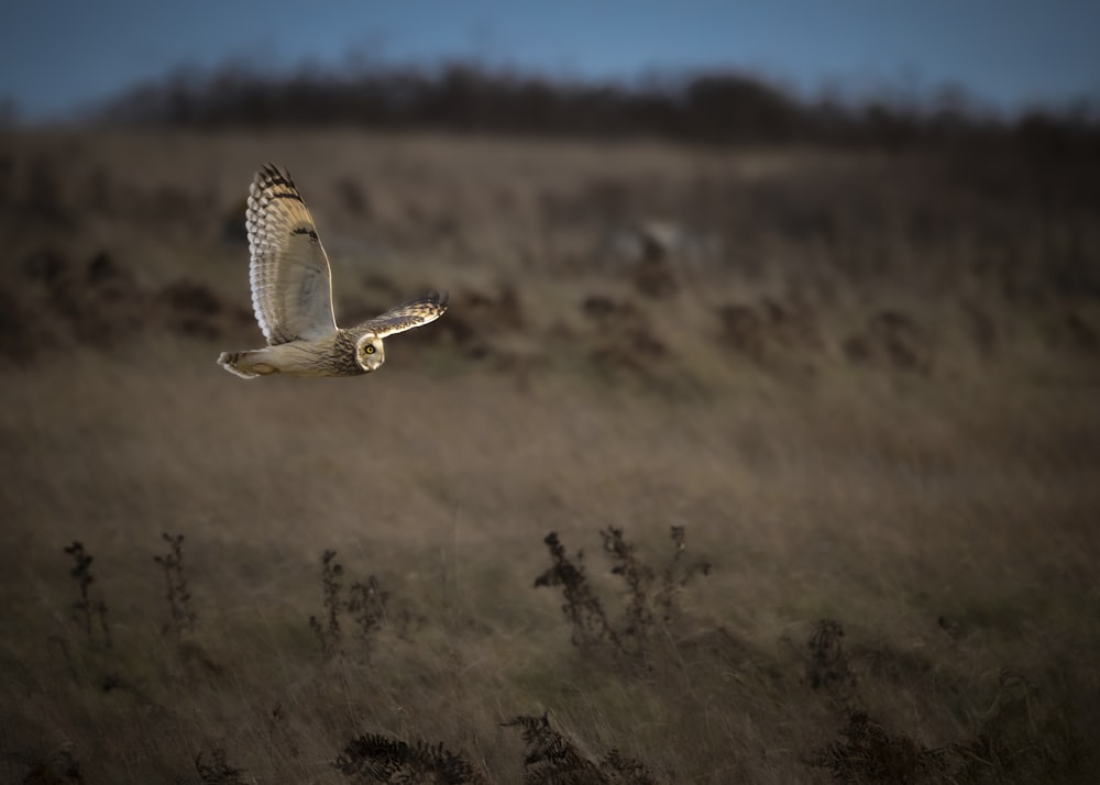a large bird flying over a dry grass field
