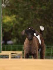 A young goat with brown and white fur stands on a wooden platform surrounded by green foliage. The goat is facing forward with its ears perked up, and its tail is slightly lifted.