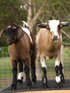 Gentle Nigerian Dwarf Goats