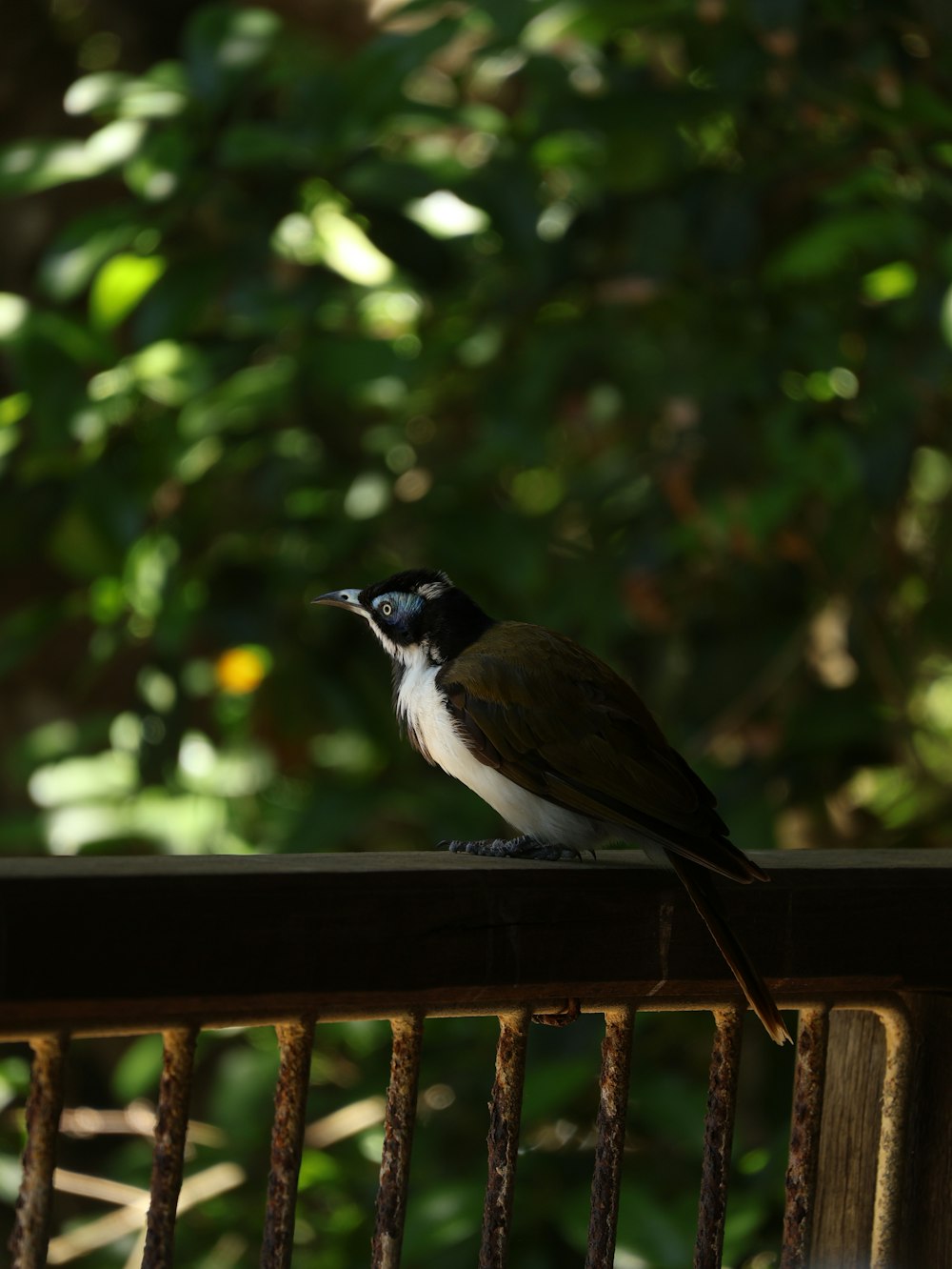 a small bird perched on top of a wooden fence