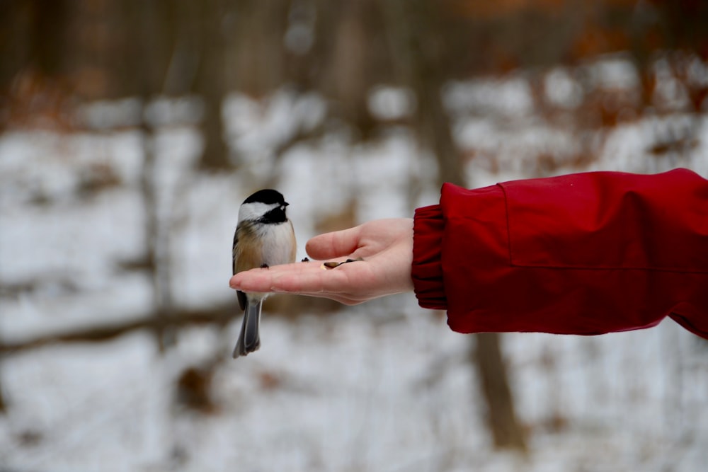 a person holding a small bird in their hand