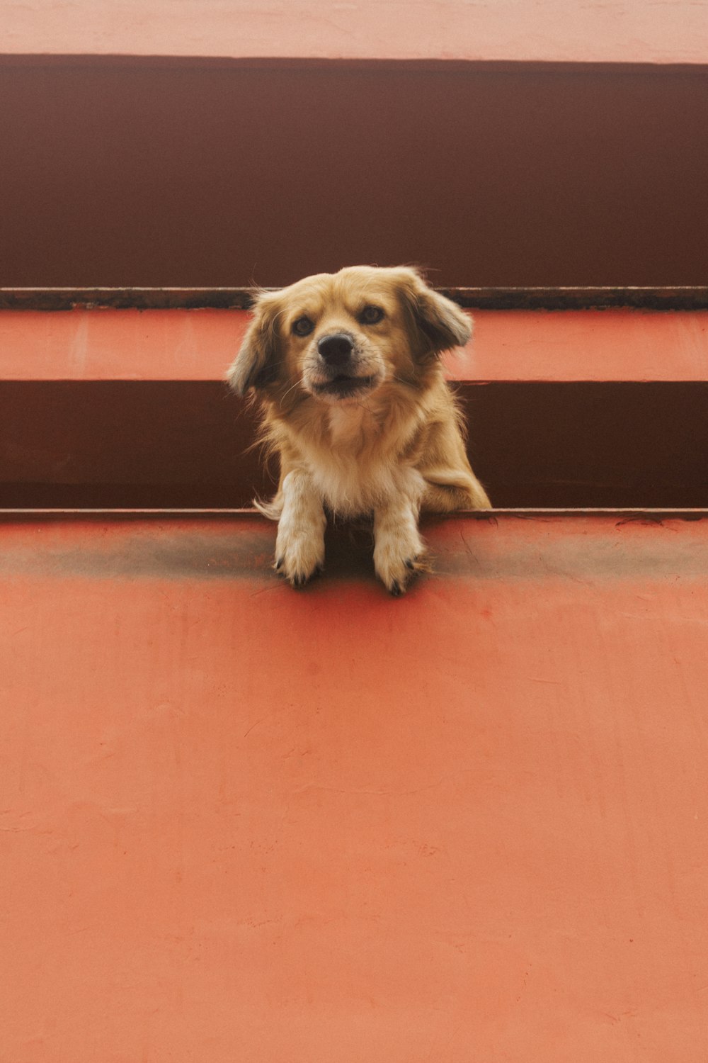 a brown and white dog sitting on top of a red wall