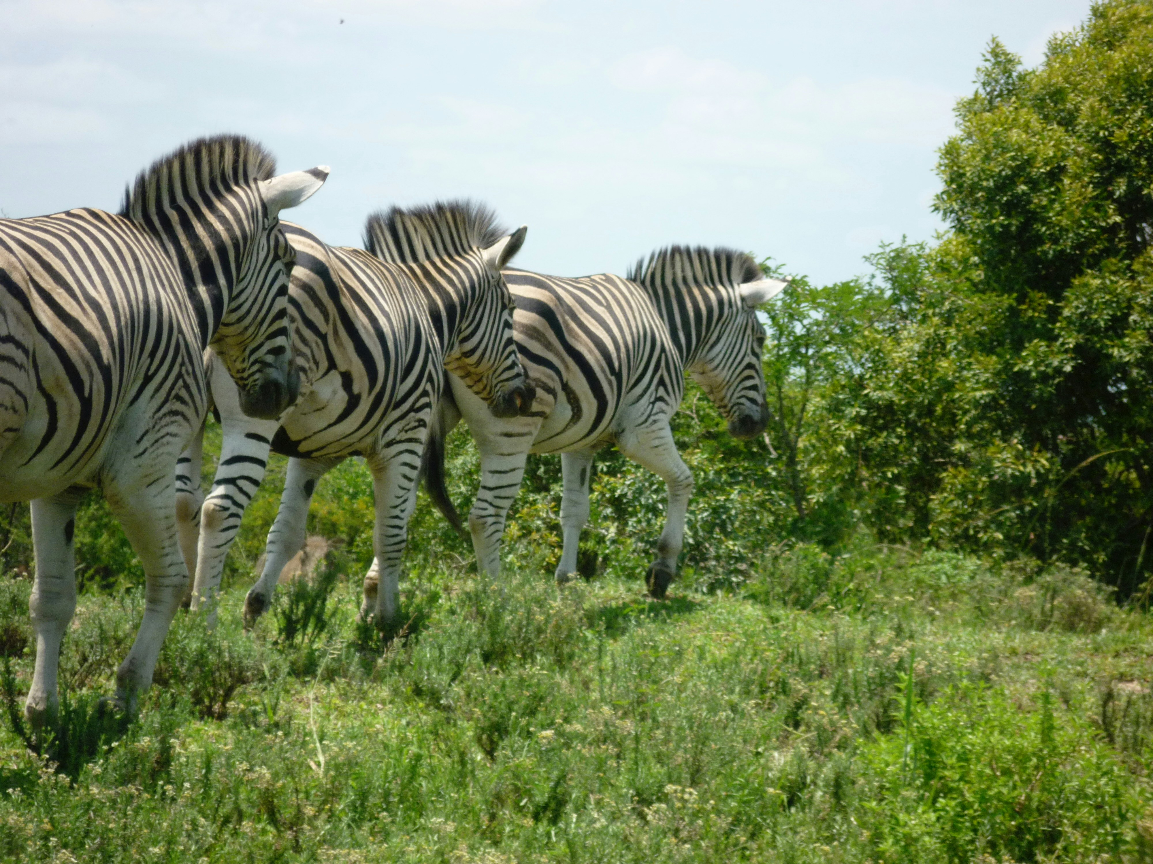 Photo by robbybitting