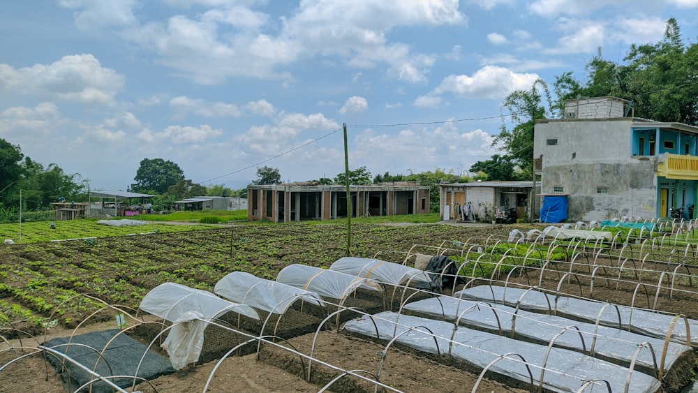 a row of green plants in a field with a building in the background