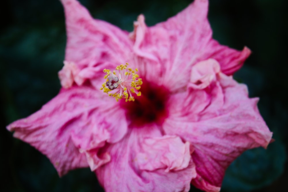 a close up of a pink flower with a green background