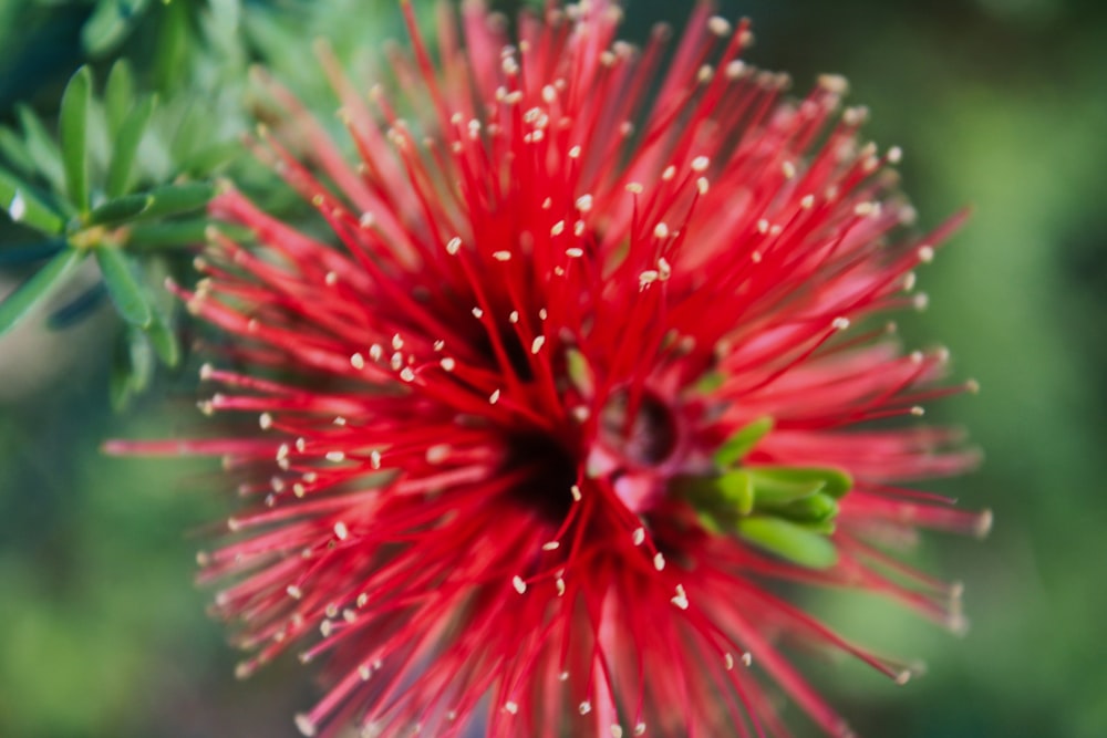 a close up of a red flower with green leaves