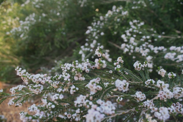 Árbol de té — Melaleuca alternifolia