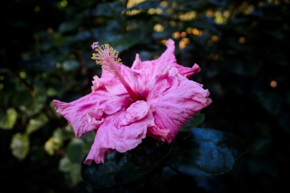 a pink flower is blooming in a garden