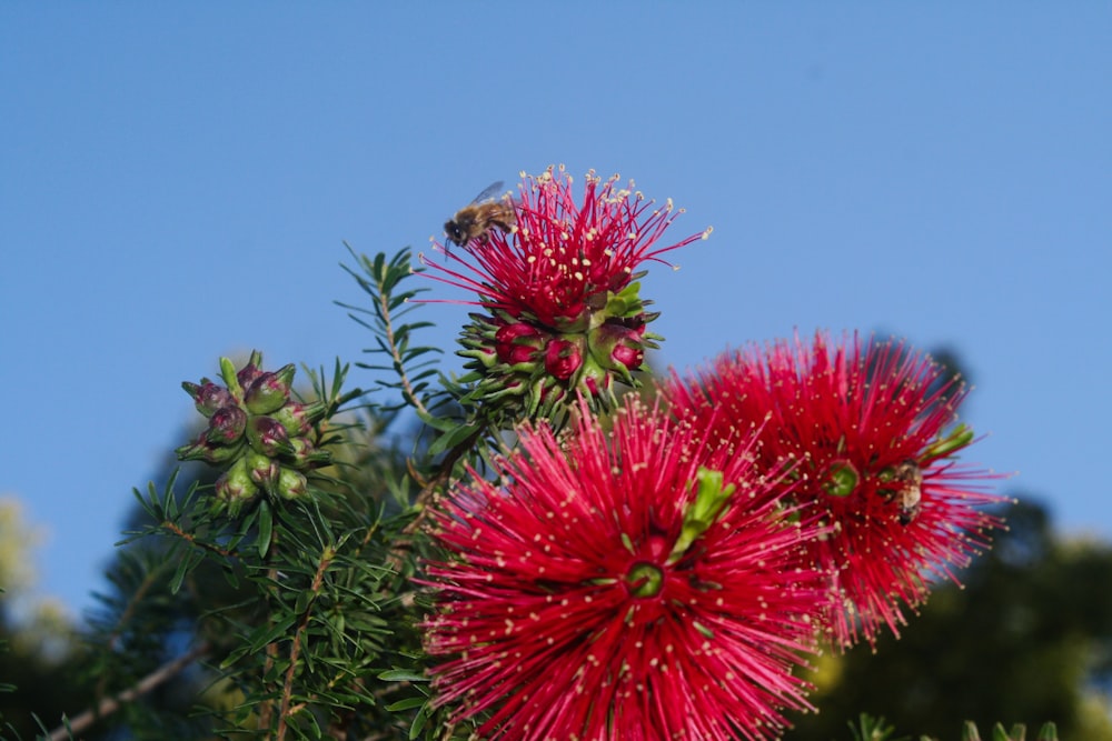 a close up of a red flower on a tree