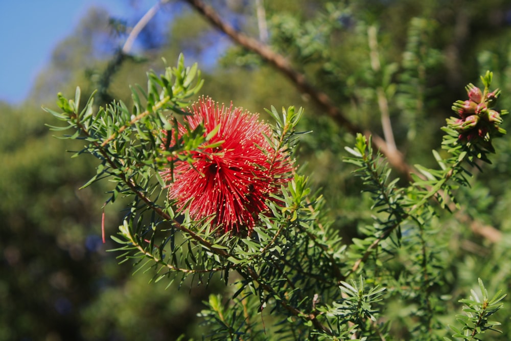 a close up of a red flower on a tree