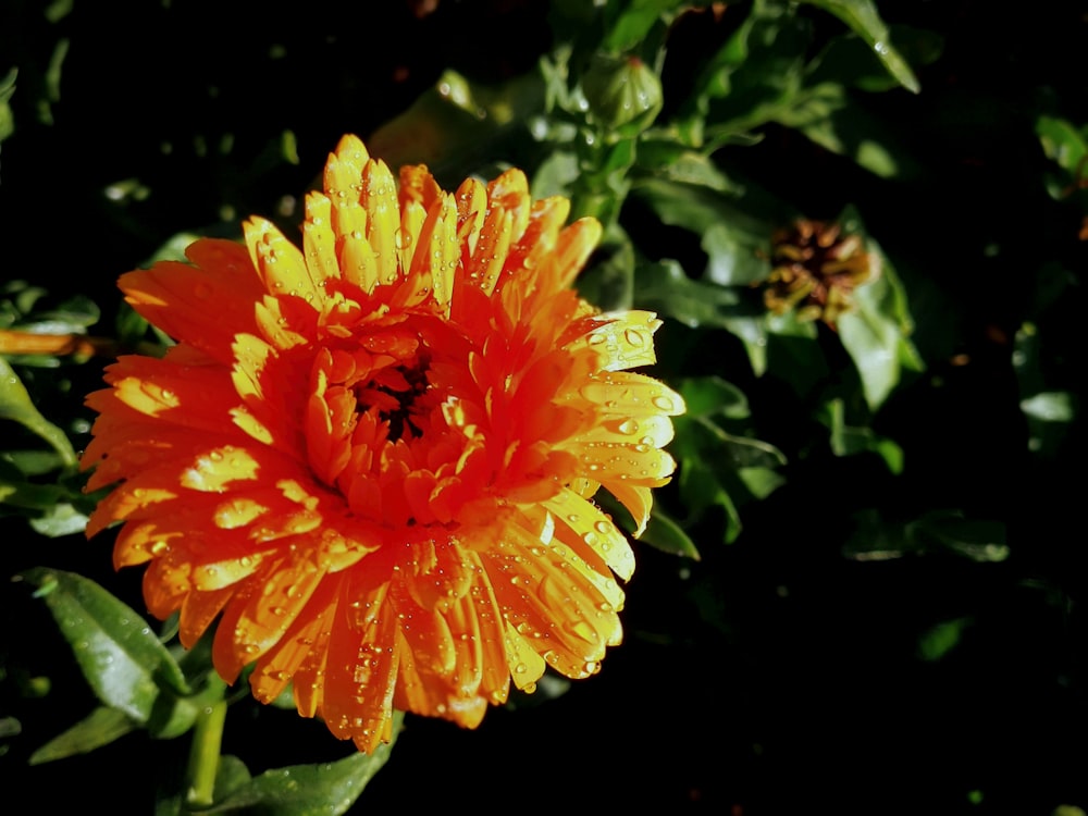 a close up of a flower with water droplets on it