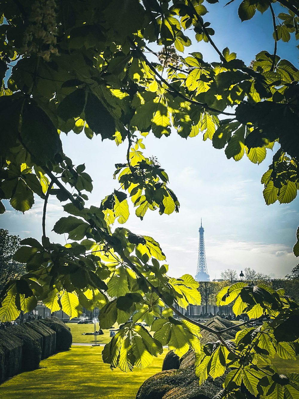 a view of the eiffel tower through the leaves of a tree