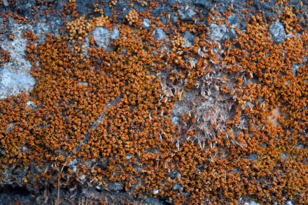 a close up of a rock with moss growing on it