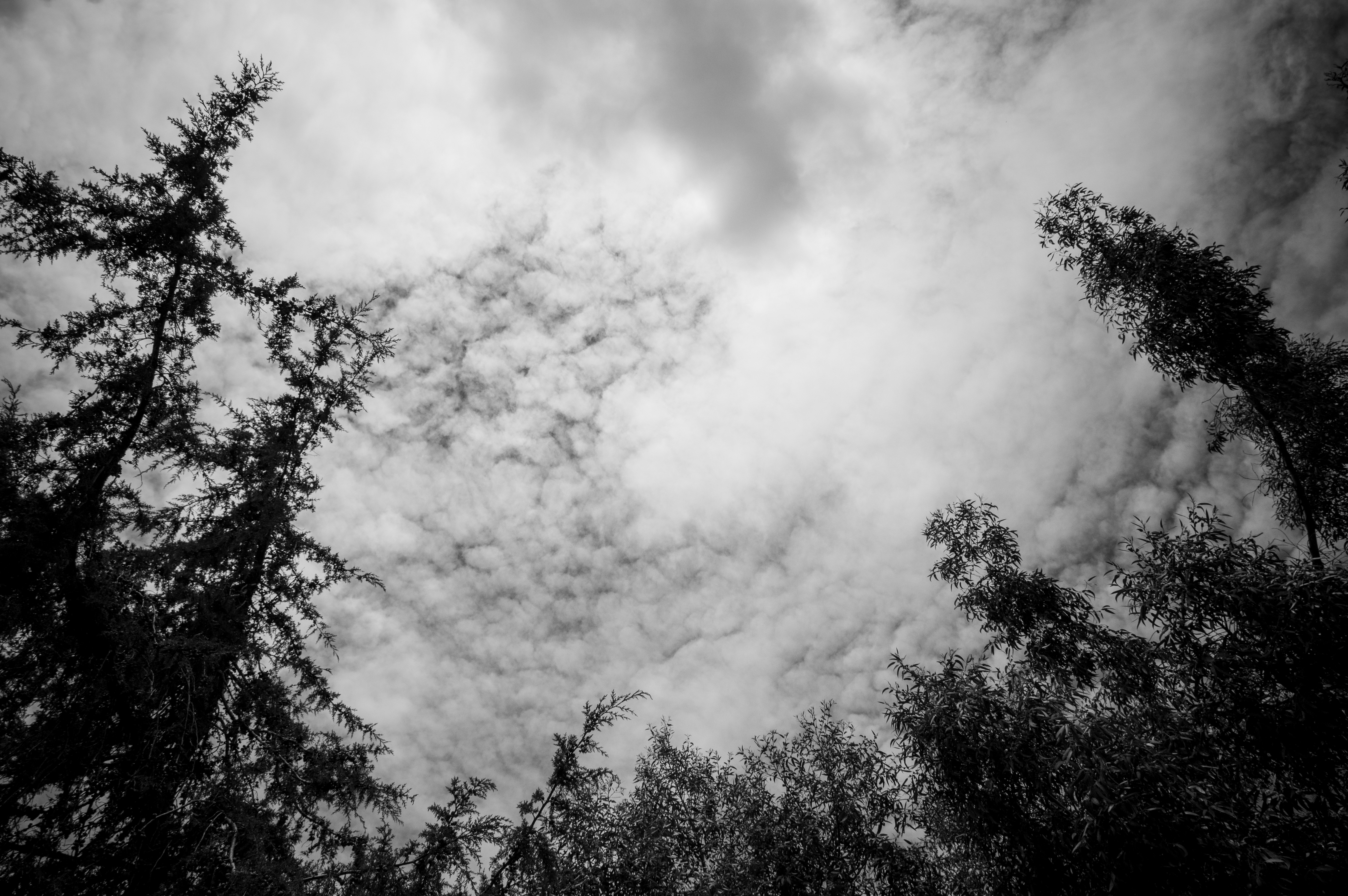 a black and white photo of trees and clouds