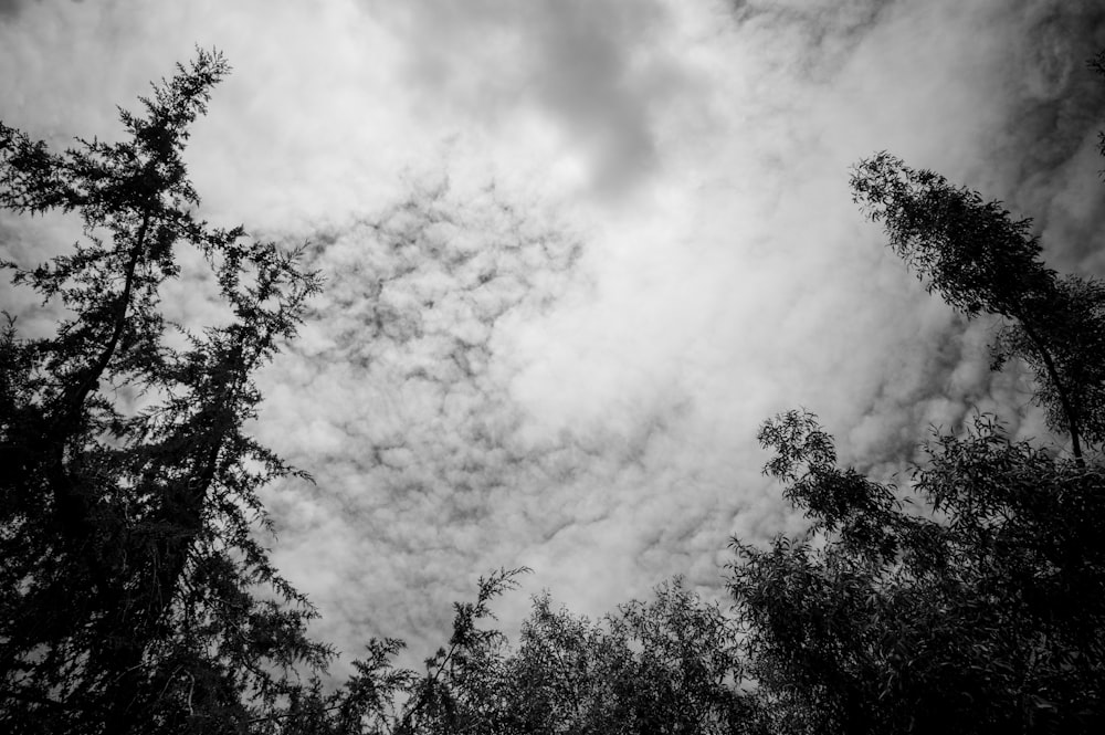 a black and white photo of trees and clouds