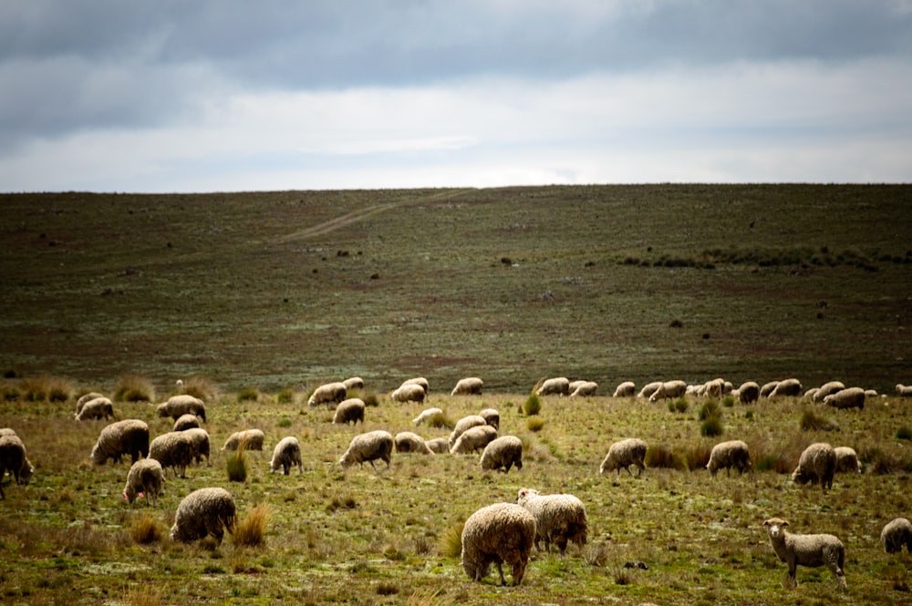 a herd of sheep grazing on a lush green hillside