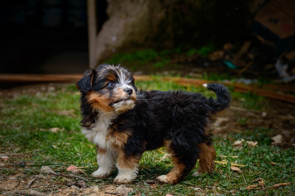 a small dog standing on top of a lush green field