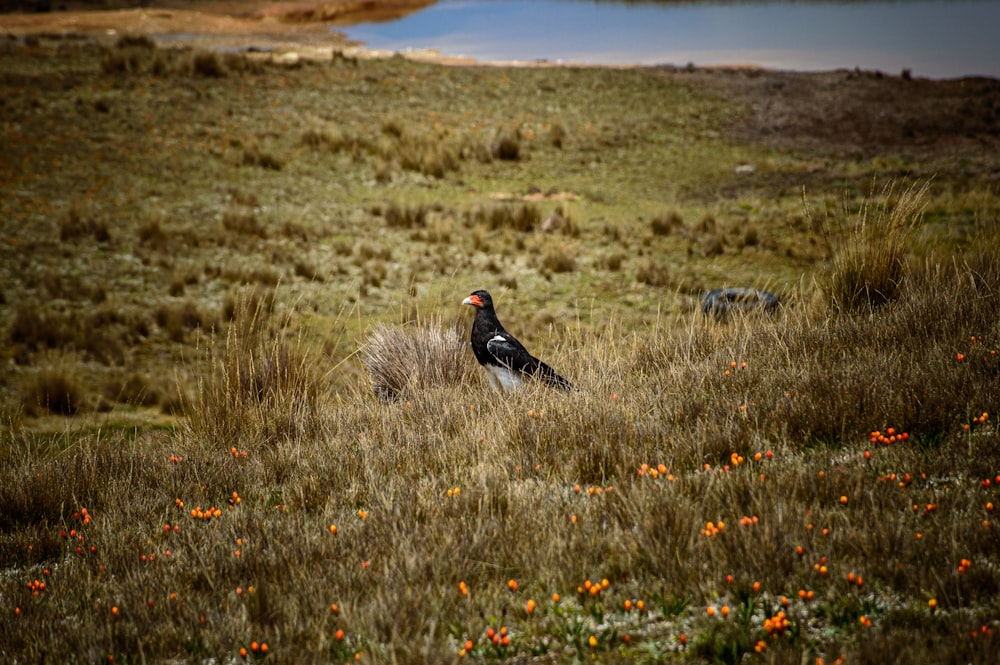 a bird is sitting in a field of grass