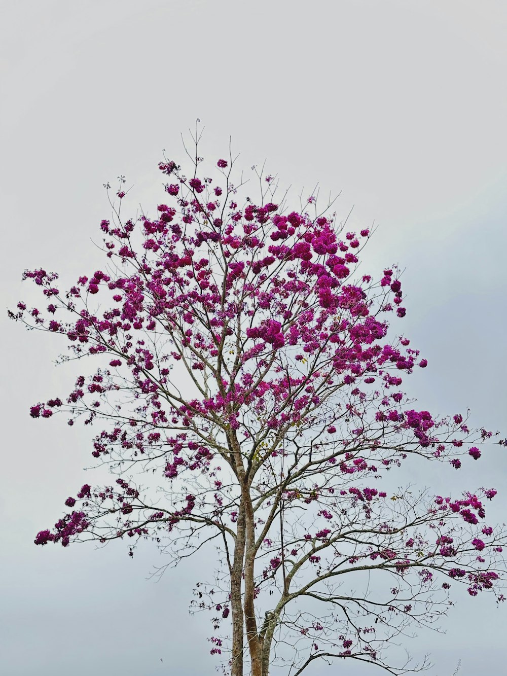a tree with purple flowers in the middle of a field