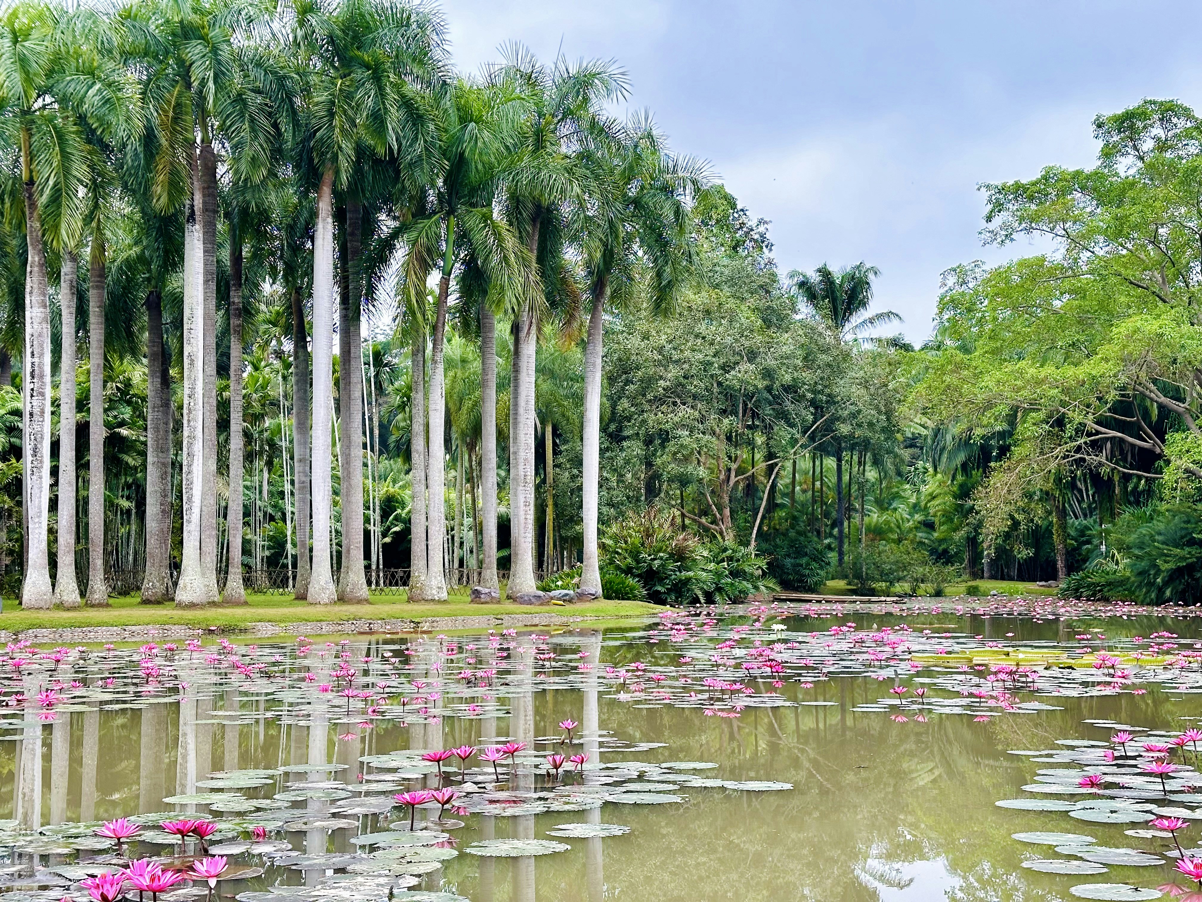 A row of royal palms above a pond of pink water lilies in Xishuangbanna