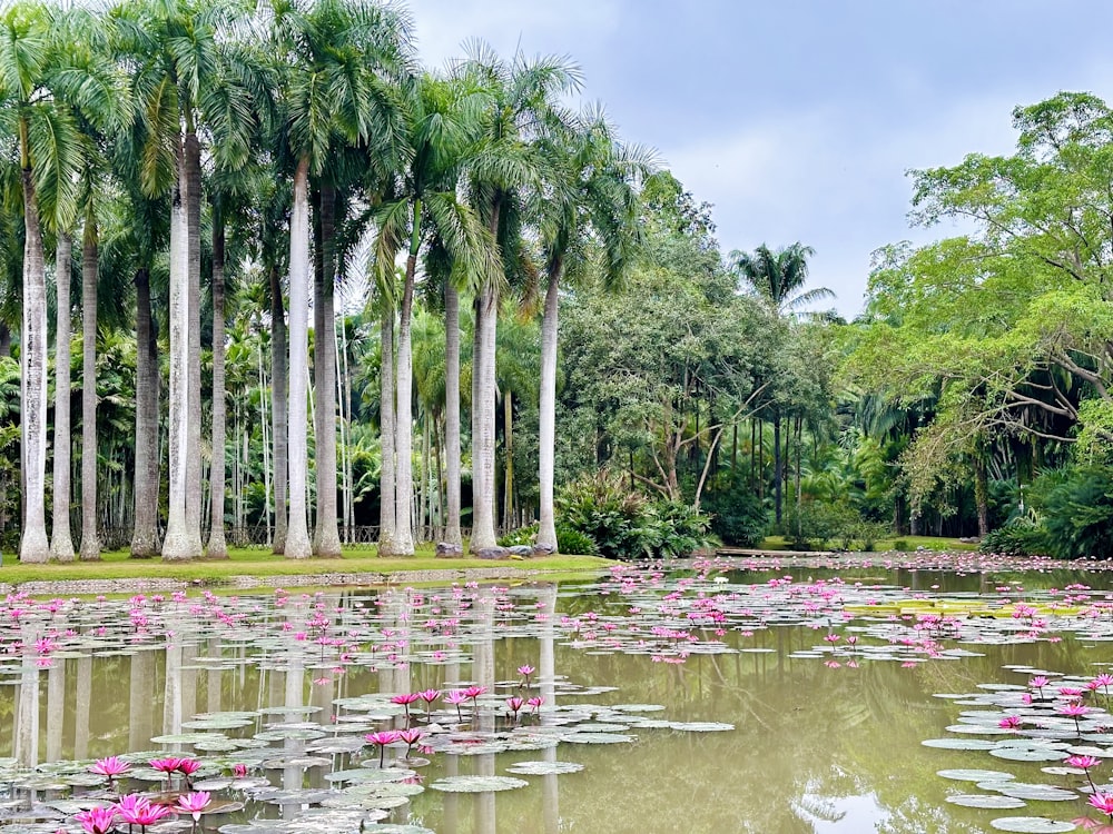 a pond filled with lots of pink water lilies