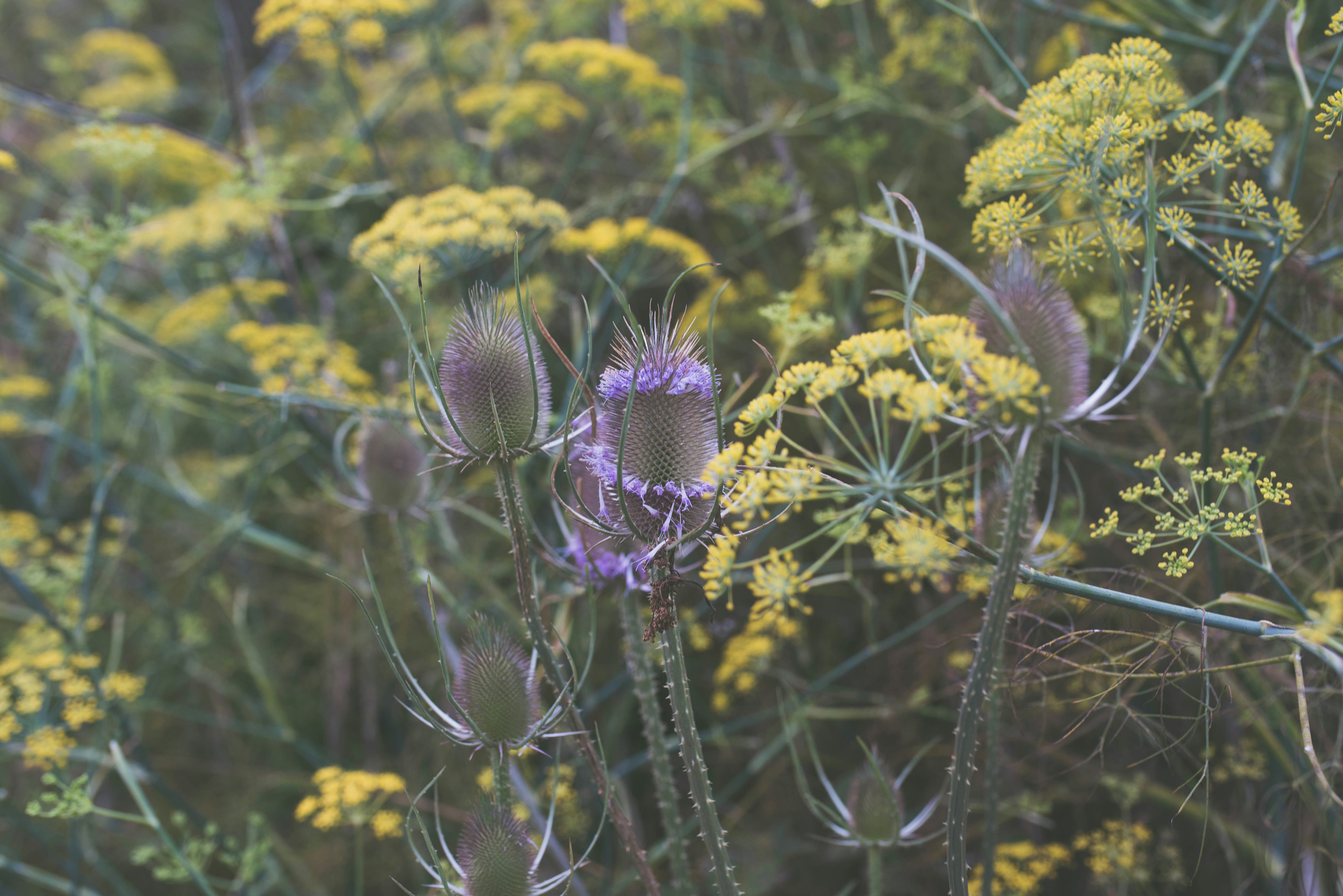 un champ plein de fleurs jaunes et violettes