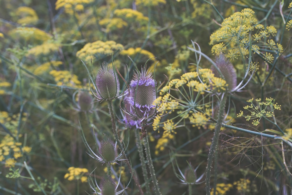 a field full of yellow and purple flowers