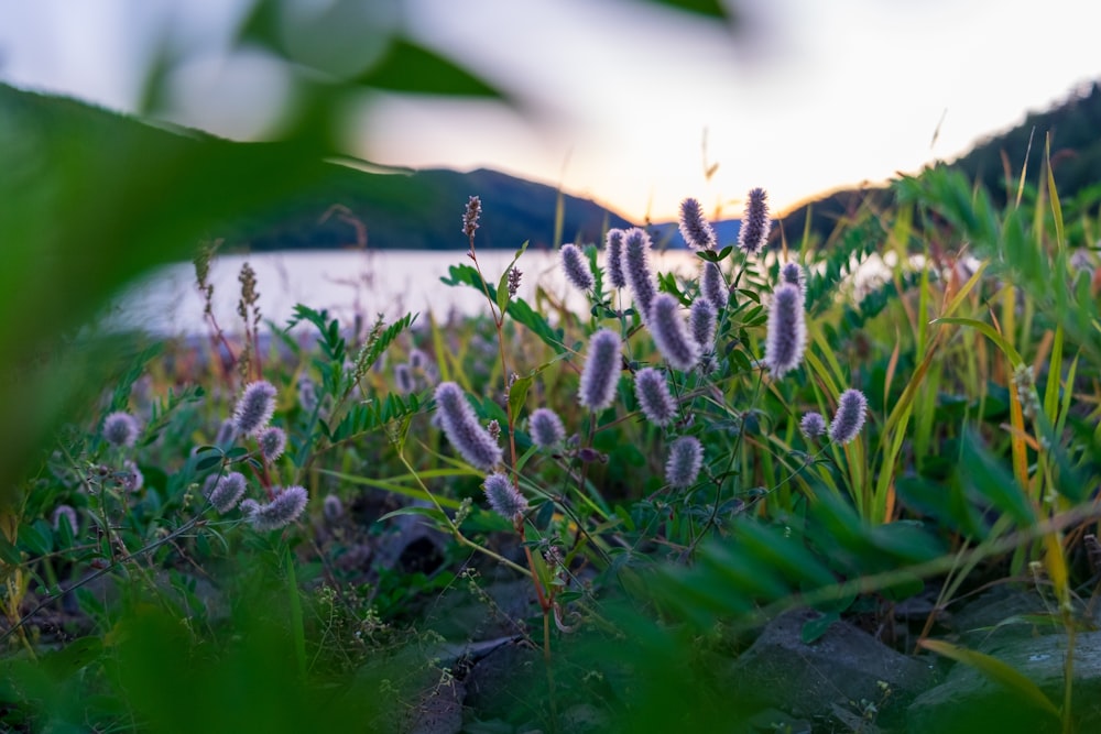 a bunch of flowers that are in the grass