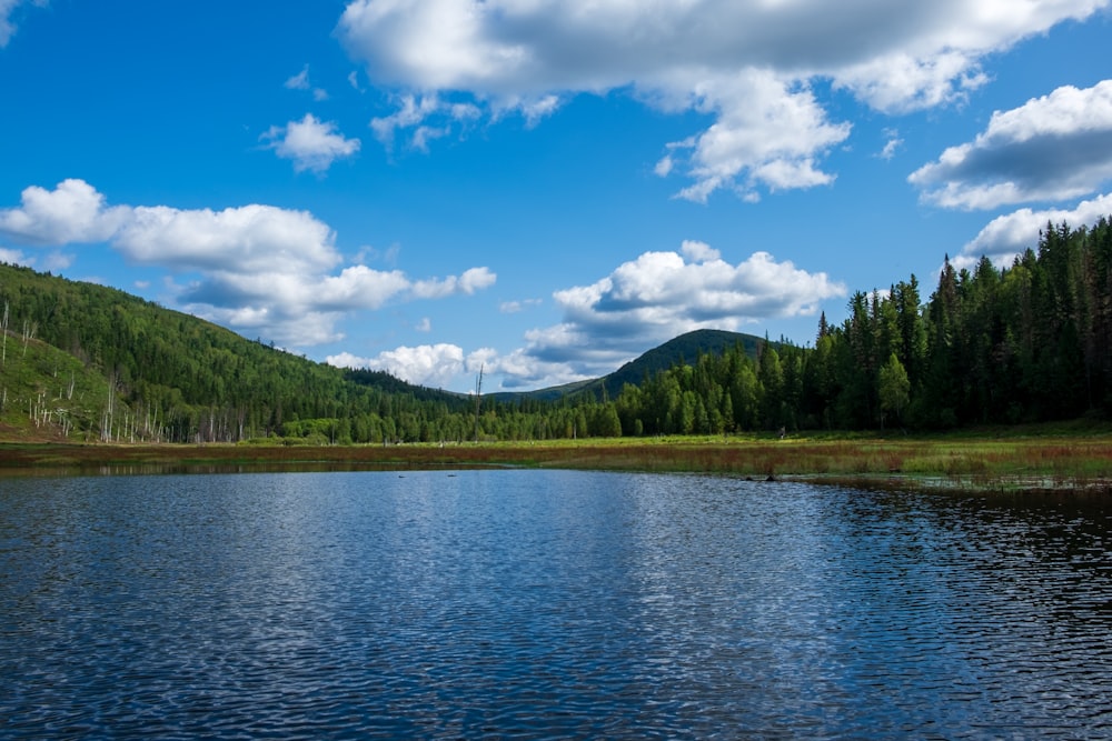 a large body of water surrounded by a forest