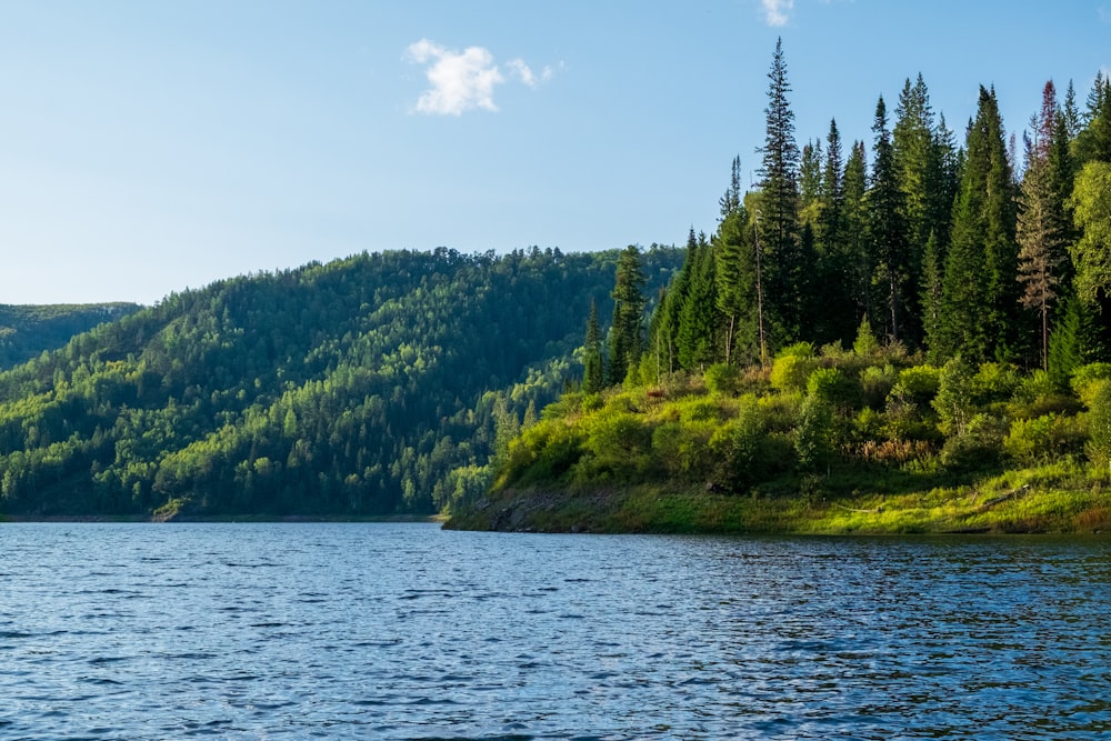 a large body of water surrounded by a forest